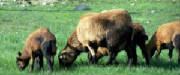 100_0662A.jpg
