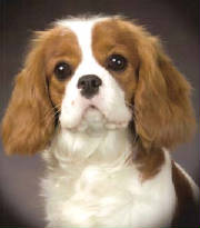 Cavaliersnitchpuppy1.jpg