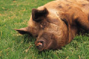 Pig.jpg