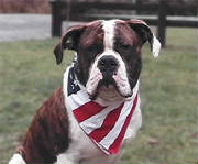 ambulldozer_flag2.jpg