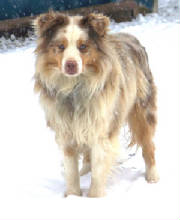 aussieSnow20040.jpg