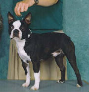 bostonchamp7-590x310.jpg