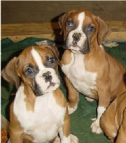boxerpups2.jpg