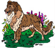 Ads/Sheltie.jpg