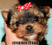 Ads/Yorkiespup.jpg
