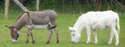 Ads/donkeysB.jpg