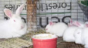 Ads/rabbit005.jpg
