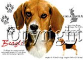 Ads/beaglebreed.jpg