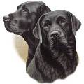 Ads/blacklabs.jpg