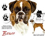 Ads/boxerbreed.jpg