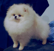 Dogs/Angel_10.jpg