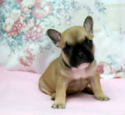 Dogs/DFB008.jpg