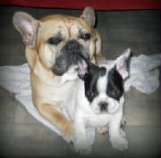 Dogs/DFB009.JPG