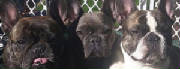 Dogs/DFB010.jpg