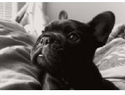 Dogs/DFB011.jpg