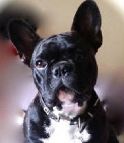 Dogs/DFB012.jpg