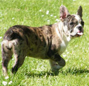Dogs/DFB014.jpg