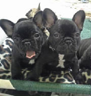 Dogs/DFB015.jpg