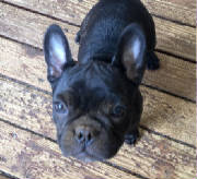 Dogs/DFB016.jpg