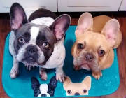 Dogs/DFB019.jpg