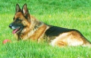 Dogs/DGS007.JPG