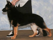 Dogs/DGS008.jpg