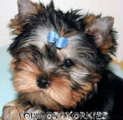 Dogs/DY0004.jpg