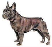Dogs/Frenchbulldog.jpg