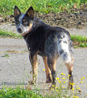 Dogs/DAC001.jpg