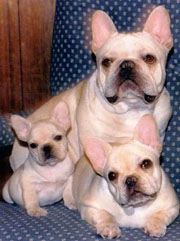 Dogs/DFB002.jpg