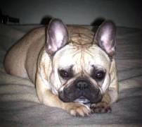 Dogs/DFB005.jpg