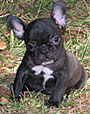 Dogs/DFB013a.jpg